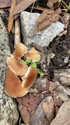 Common Collybia (Gymnopus dryophilus), photo