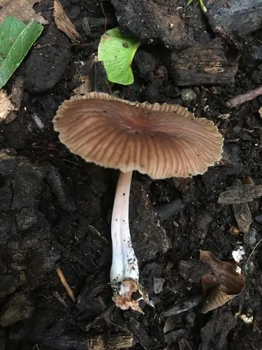 Gymnopus dysodes (Gymnopus dysodes), photo
