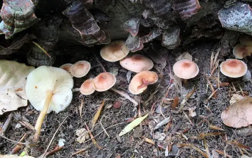 Gymnopus earleae (Gymnopus earleae), photo