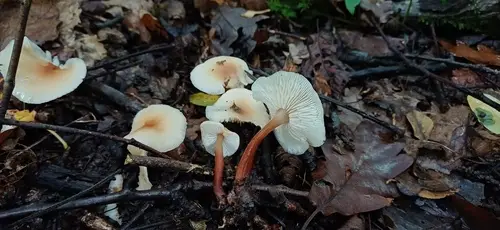 Red-Stemmed Gymnopus (Gymnopus erythropus), photo