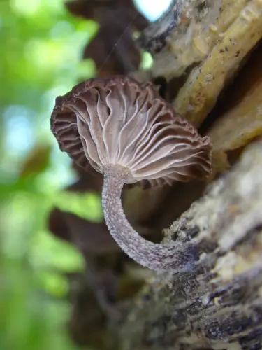 Foetid Parachute (Gymnopus foetidus), photo