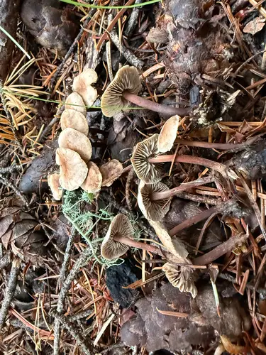 Burgundy Touhgshank (Gymnopus fuscopurpureus), photo