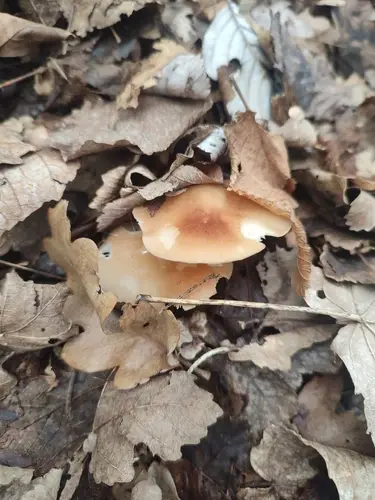 Gymnopus hariolorum (Gymnopus hariolorum), photo