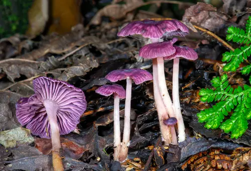 Gymnopus iocephalus (Gymnopus iocephalus), photo