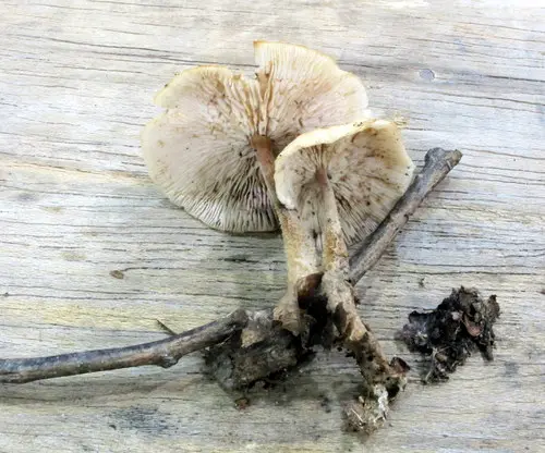 Gymnopus kauffmanii (Gymnopus kauffmanii), photo