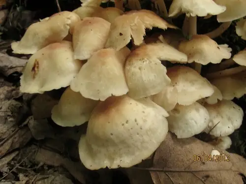 Gymnopus polyphyllus (Gymnopus polyphyllus), photo