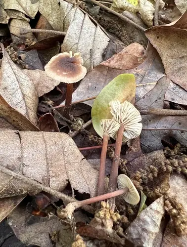 Gymnopus semihirtipes (Gymnopus semihirtipes), photo