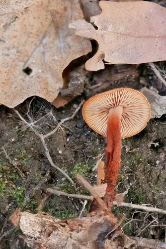 Hairy-Stalked Collybia (Gymnopus spongiosus), photo