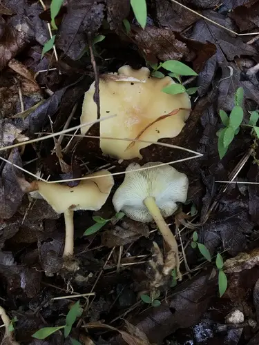 Gymnopus subsulphureus (Gymnopus subsulphureus), photo
