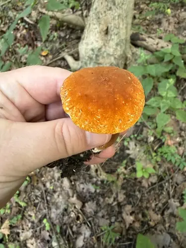 Gyroporus borealis (Gyroporus borealis), photo