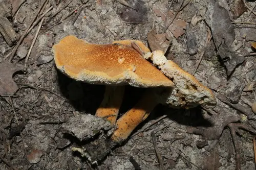 Chestnut Bolete (Gyroporus castaneus), photo