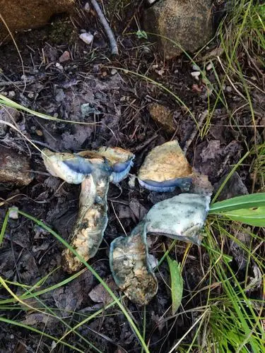 Cornflower Bolete (Gyroporus cyanescens), photo