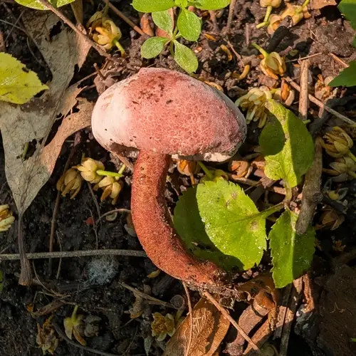 Red Gyroporus (Gyroporus purpurinus), photo