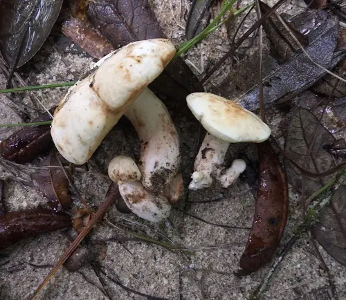 Gyroporus roseialbus (Gyroporus roseialbus), photo