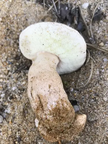 Gyroporus subalbellus (Gyroporus subalbellus), photo