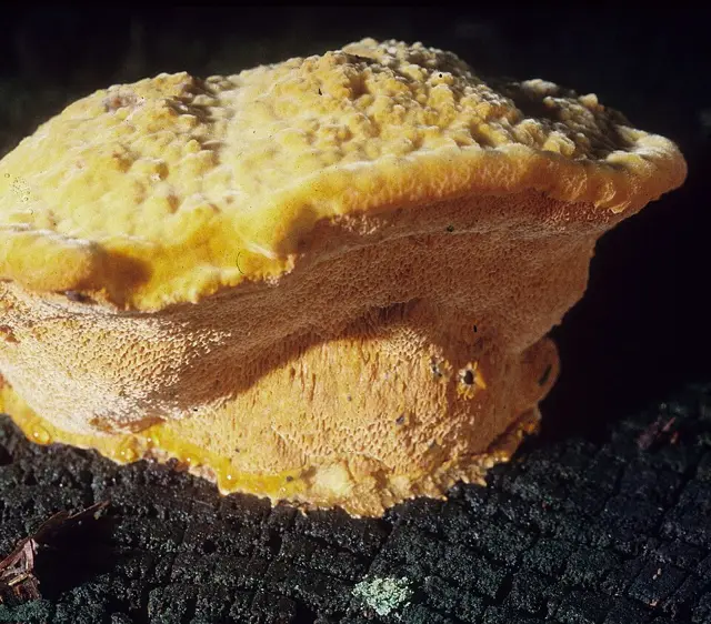 Orange Polypore (Hapalopilus croceus), photo