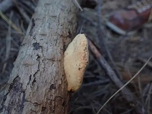 Cinnamon Bracket (Hapalopilus rutilans), photo