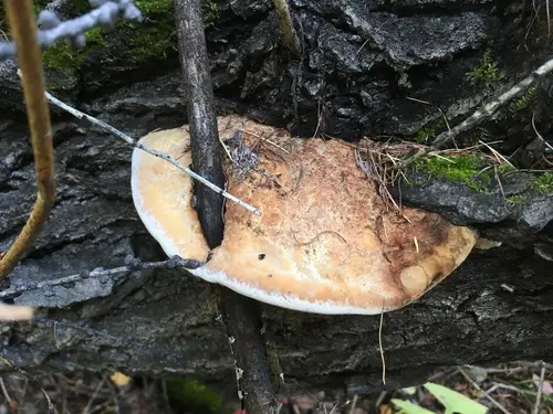 Aniseed Polypore (Haploporus odorus), photo