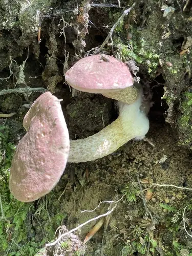 Chrome-Footed Bolete (Harrya chromipes), photo