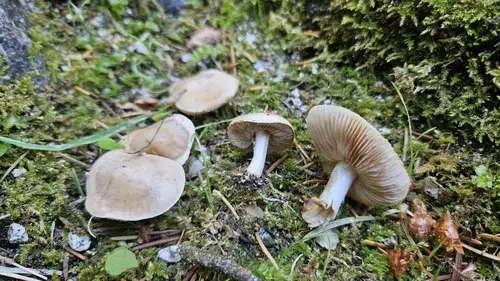 Hebeloma hiemale (Hebeloma hiemale), photo