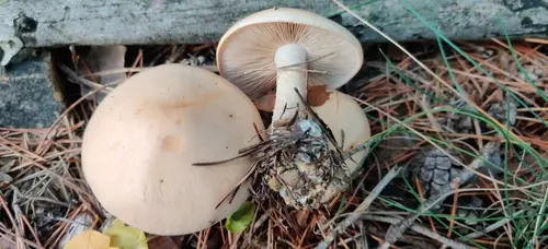 Hebeloma laterinum (Hebeloma laterinum), photo