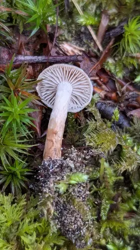 Veiled Poisonpie (Hebeloma mesophaeum), photo