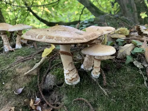 Rooting Poisonpie (Hebeloma radicosum), photo