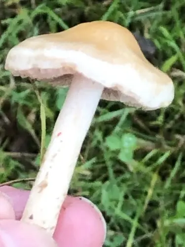 Scented Hebeloma (Hebeloma sacchariolens), photo