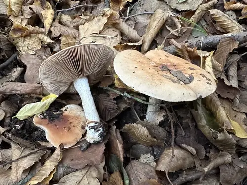 Bitter Poisonpie (Hebeloma sinapizans), photo