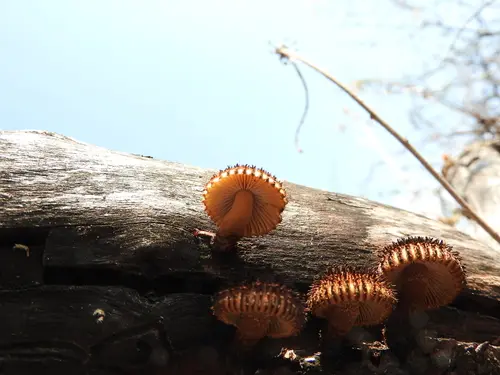 Sulcate Sunhead (Heliocybe sulcata), photo