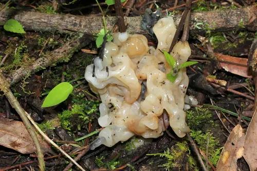 Helvellosebacina concrescens (Helvellosebacina concrescens), photo