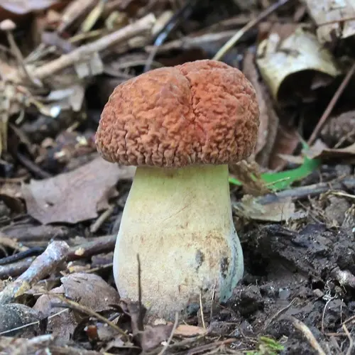 Corrugated Bolete (Hemileccinum hortonii), photo