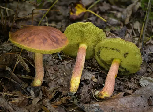 Ashtray Bolete (Hemileccinum rubropunctum), photo