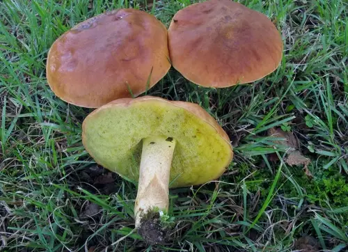 Smoothish-Stemmed Bolete (Hemileccinum subglabripes), photo