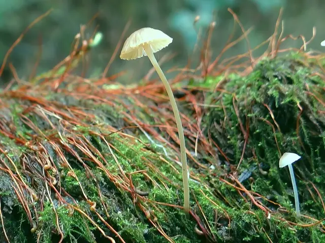 Hemimycena gracilis (Hemimycena gracilis), photo