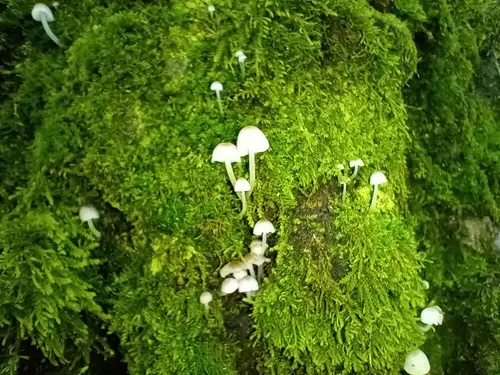 Milky Bonnet (Hemimycena lactea), photo
