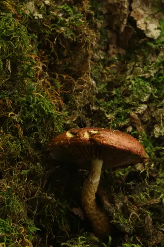 Hemistropharia albocrenulata (Hemistropharia albocrenulata), photo