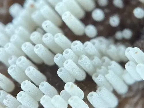 White Tubelet (Henningsomyces candidus), photo