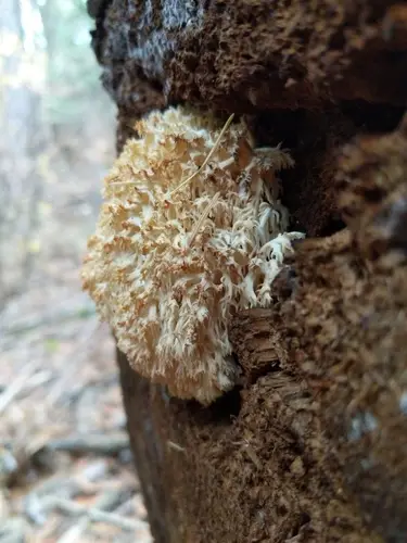 Bear's Head (Hericium abietis), photo