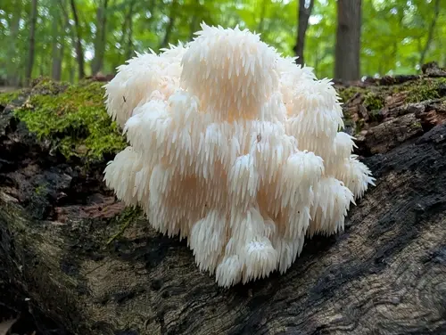 Bear's Head Tooth (Hericium americanum), photo