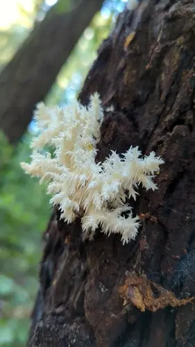 Coral Tooth (Hericium coralloides), photo