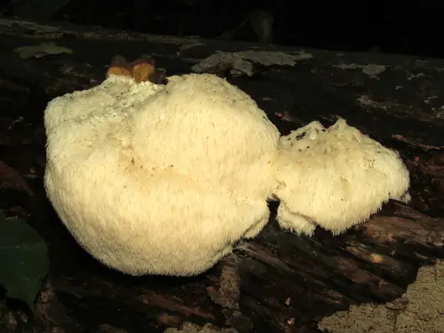 Bearded Tooth (Hericium erinaceus), photo