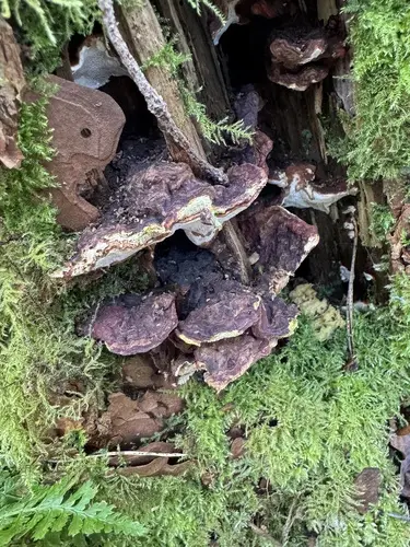 Annosus Root Disease (Heterobasidion annosum), photo