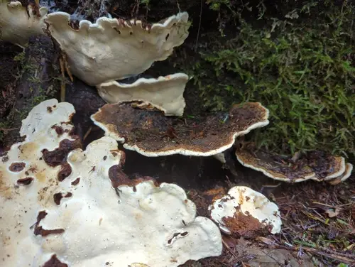 Heterobasidion occidentale (Heterobasidion occidentale), photo