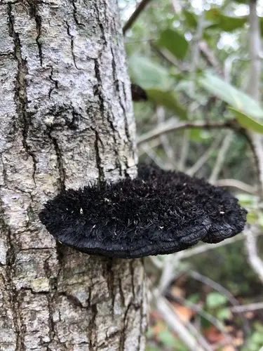 Hexagonia hydnoides (Hexagonia hydnoides), photo