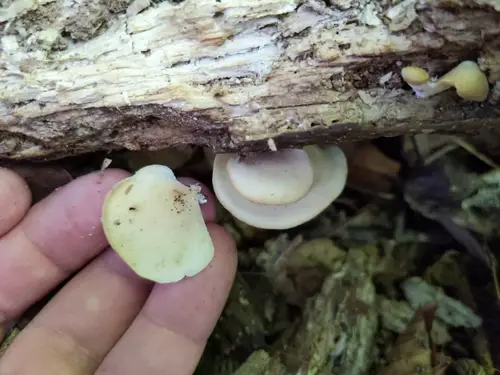 Hohenbuehelia angustata (Hohenbuehelia angustata), photo