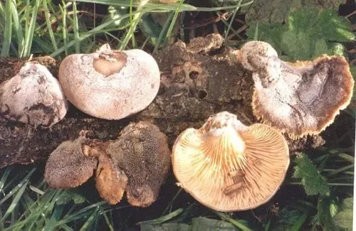 Indigo Oyster (Hohenbuehelia atrocoerulea), photo