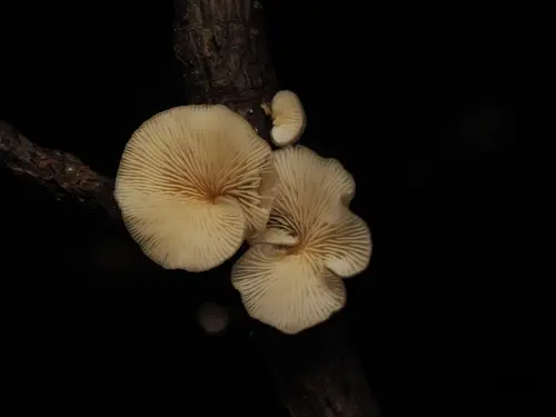 Shadowy Oysterling (Hohenbuehelia grisea), photo