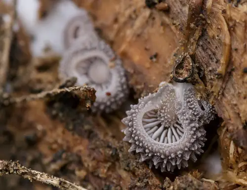 Woolly Oyster (Hohenbuehelia mastrucata), photo