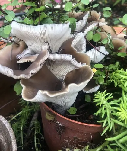 Floury Oyster (Hohenbuehelia petaloides), photo